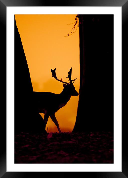 Deer Silouette Framed Mounted Print by Eddie Howland
