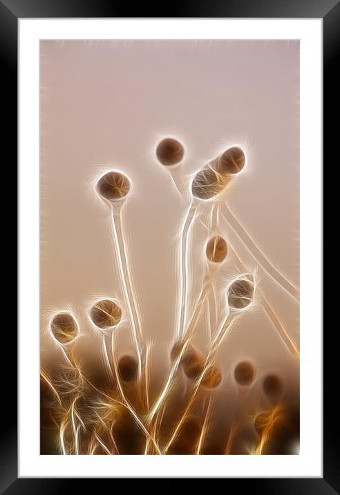 Autumn seeds in a sunset Framed Mounted Print by David French