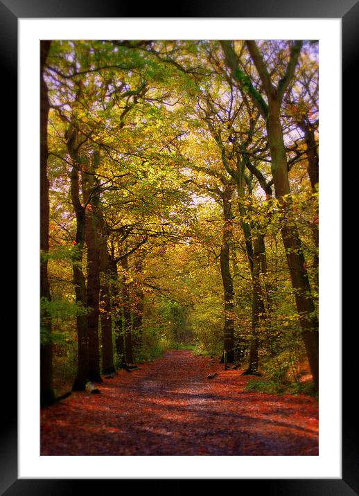 Autumn Pathway Framed Mounted Print by Karen Martin