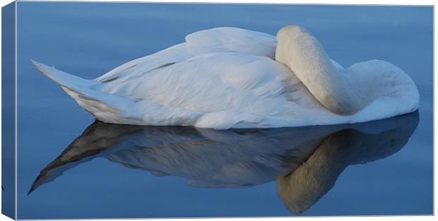 Swan Reflections Canvas Print by Karen Martin