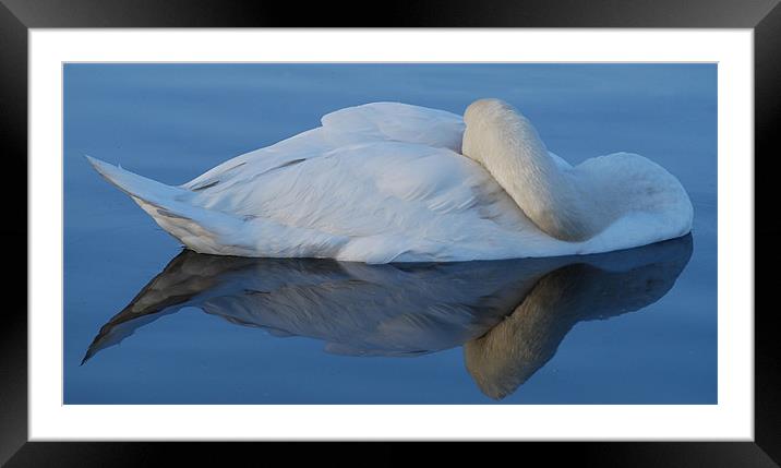 Swan Reflections Framed Mounted Print by Karen Martin