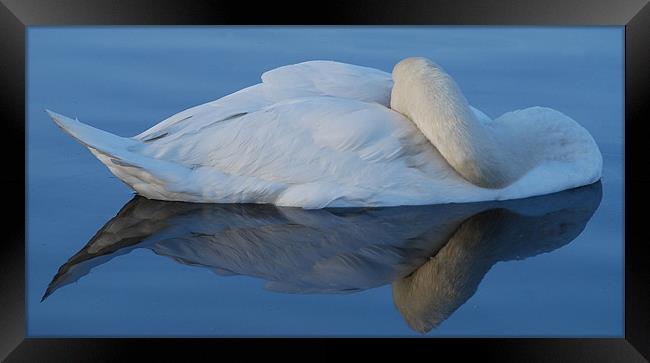 Swan Reflections Framed Print by Karen Martin