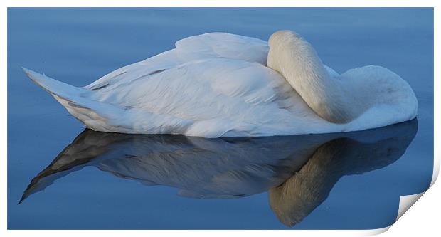 Swan Reflections Print by Karen Martin