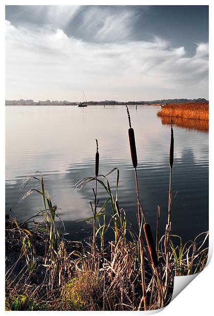 Bullrushes over Hickling Broad Print by Stephen Mole