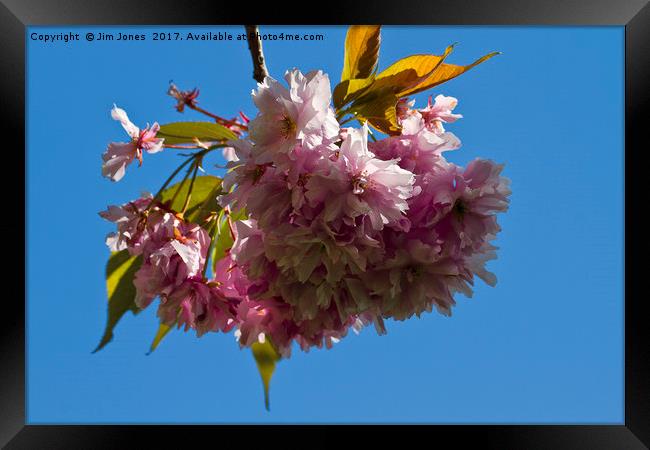 Pink and blue Framed Print by Jim Jones