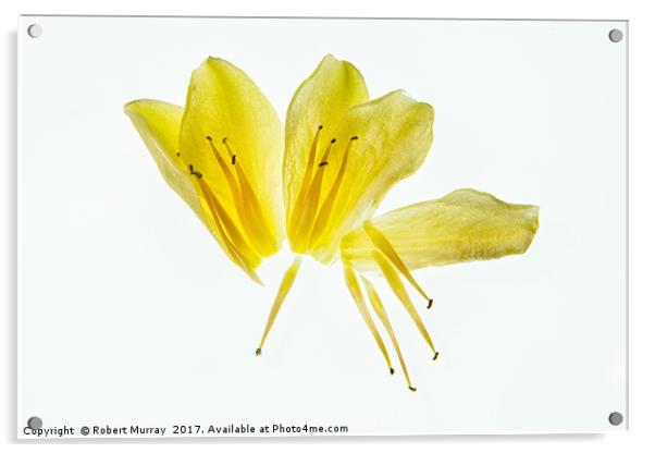 Deconstructed flower Acrylic by Robert Murray