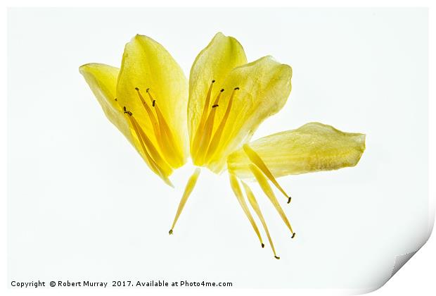 Deconstructed flower Print by Robert Murray