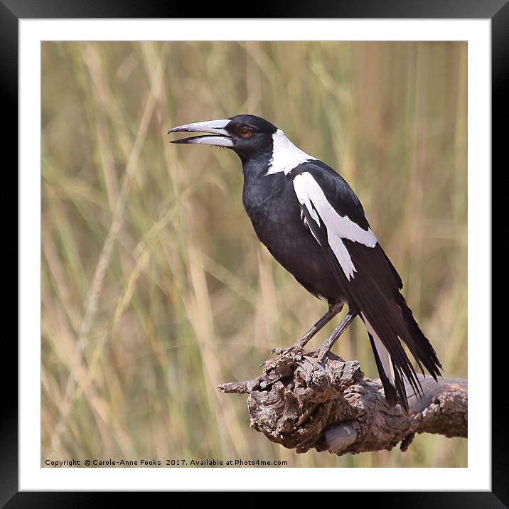 Australian Magpie Framed Mounted Print by Carole-Anne Fooks