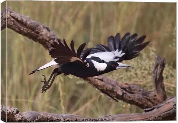 Australian Magpie Taking Off Canvas Print by Carole-Anne Fooks