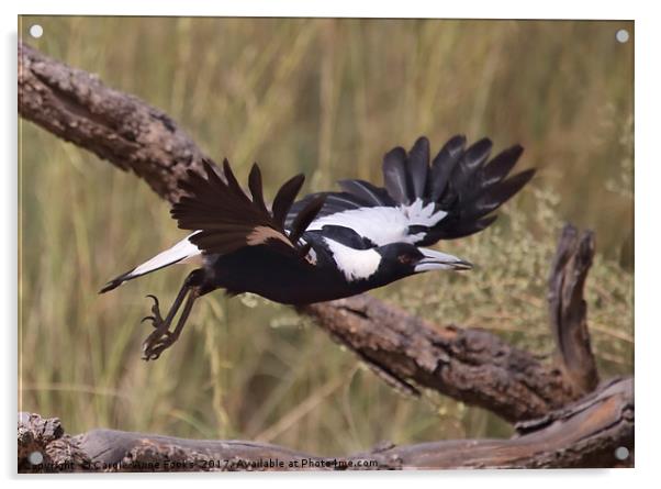Australian Magpie Taking Off Acrylic by Carole-Anne Fooks