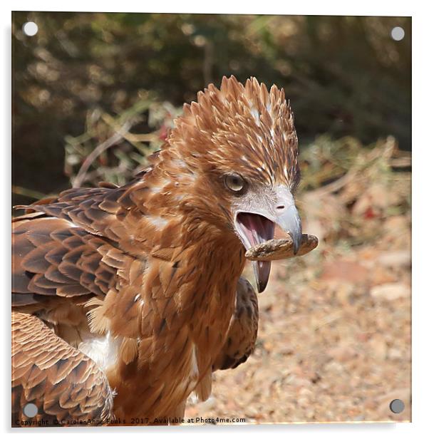 Black-breasted Buzzard About to Attack an Egg Acrylic by Carole-Anne Fooks