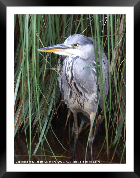 The heron waits for a catch Framed Mounted Print by Elizabeth Chisholm