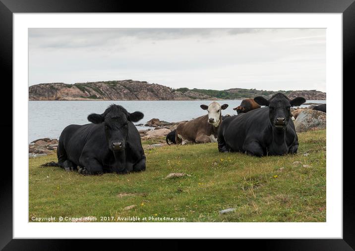 group of cows on the beach Framed Mounted Print by Chris Willemsen