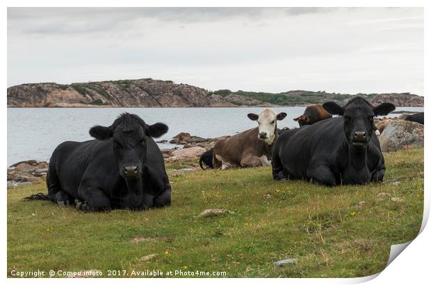 group of cows on the beach Print by Chris Willemsen