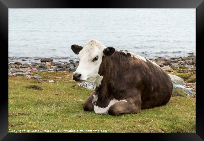 one cow brown and white at the beach Framed Print by Chris Willemsen