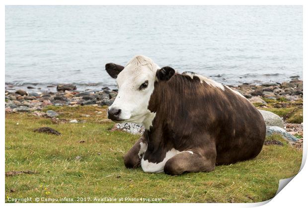 one cow brown and white at the beach Print by Chris Willemsen