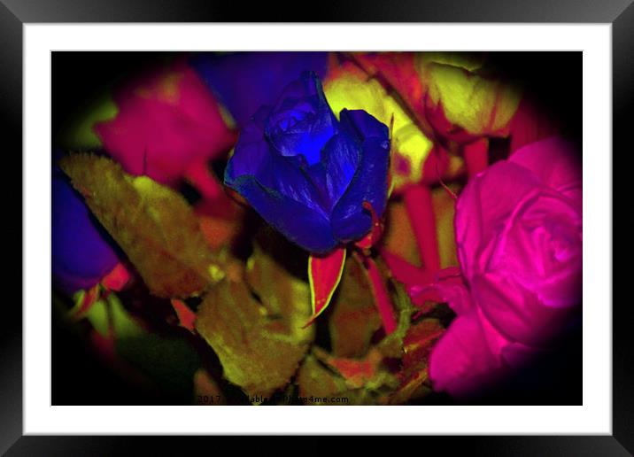 Blue Rose Framed Mounted Print by Carmel Fiorentini