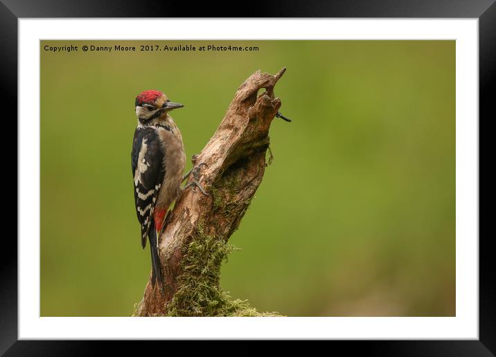 The woodpecker Framed Mounted Print by Danny Moore