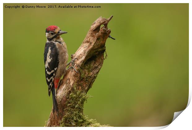 The woodpecker Print by Danny Moore