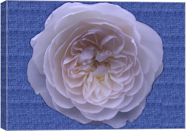 White Rose On Denim Canvas Print by Christine Jeffrey