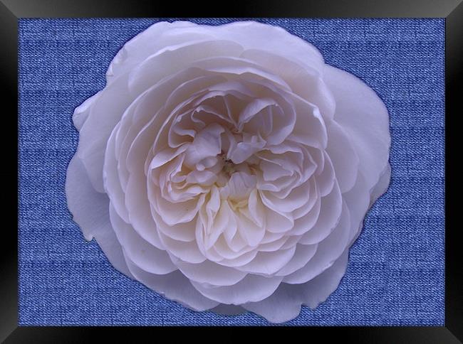 White Rose On Denim Framed Print by Christine Jeffrey