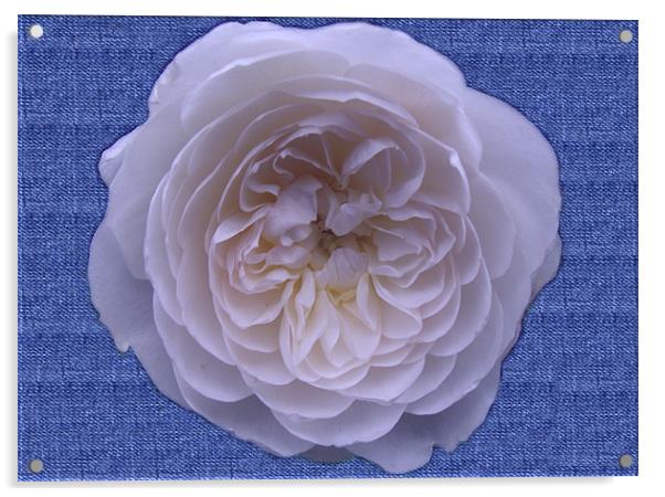 White Rose On Denim Acrylic by Christine Jeffrey