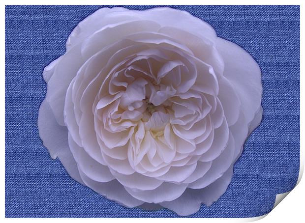 White Rose On Denim Print by Christine Jeffrey