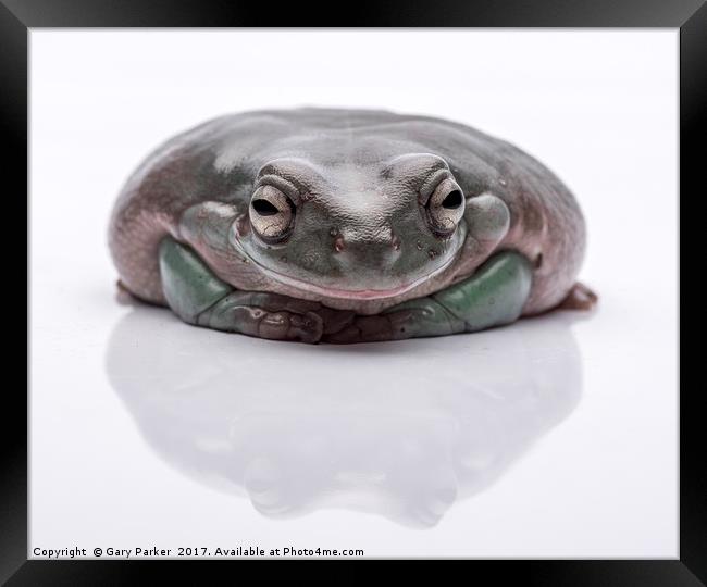 Australian Tree Frog - High Key Framed Print by Gary Parker