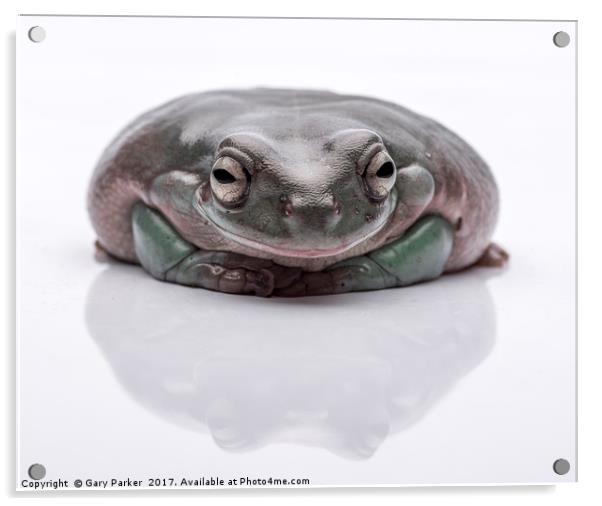 Australian Tree Frog - High Key Acrylic by Gary Parker