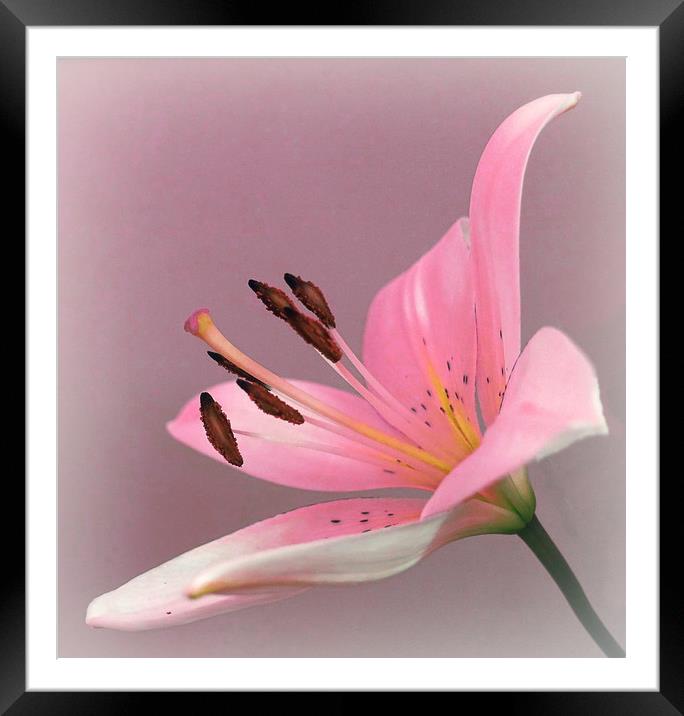              PINK LILY                   Framed Mounted Print by Anthony Kellaway