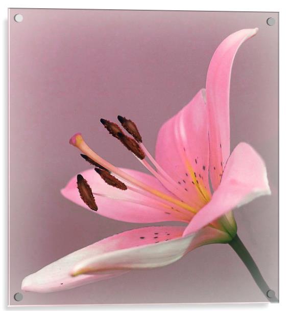              PINK LILY                   Acrylic by Anthony Kellaway