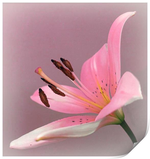              PINK LILY                   Print by Anthony Kellaway