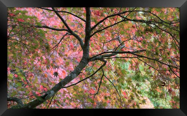 Autumn Leaves Framed Print by Ceri Jones
