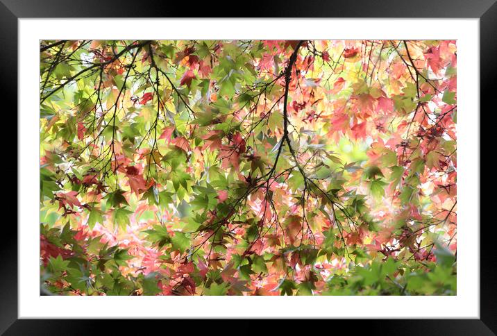 Glorious Autumn  Framed Mounted Print by Ceri Jones