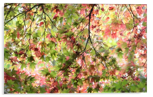 Glorious Autumn  Acrylic by Ceri Jones