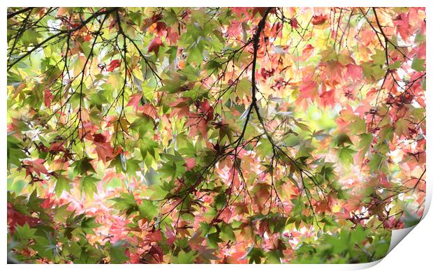Glorious Autumn  Print by Ceri Jones