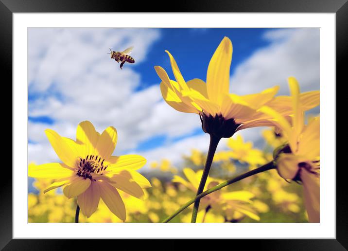 flying honey bee over yellow flower Framed Mounted Print by Mirko Macari