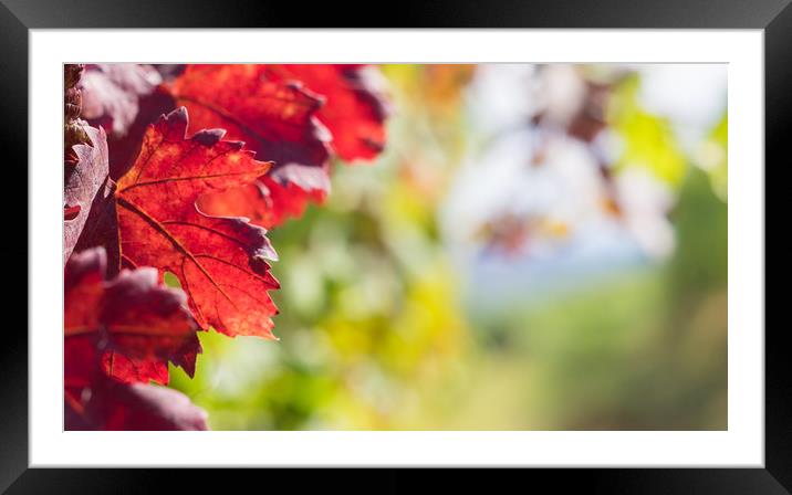 Red leaves close up in the vineyard Framed Mounted Print by Mirko Macari