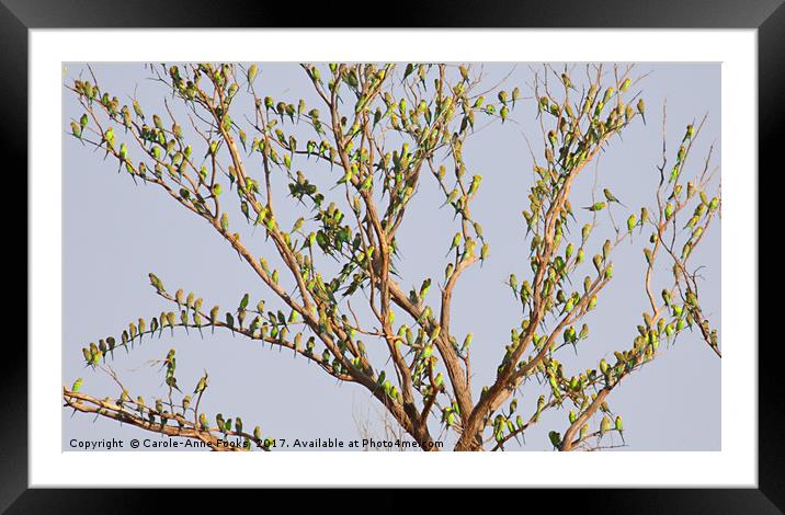 "Budgie Leaf Tree" Framed Mounted Print by Carole-Anne Fooks