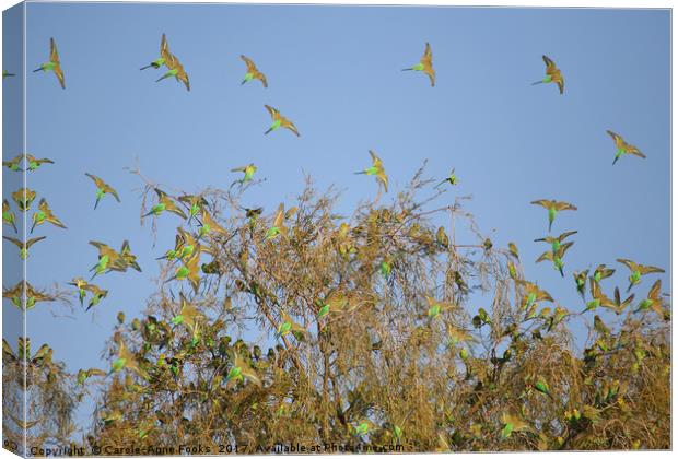 Budgies Landing and Leaving. Canvas Print by Carole-Anne Fooks