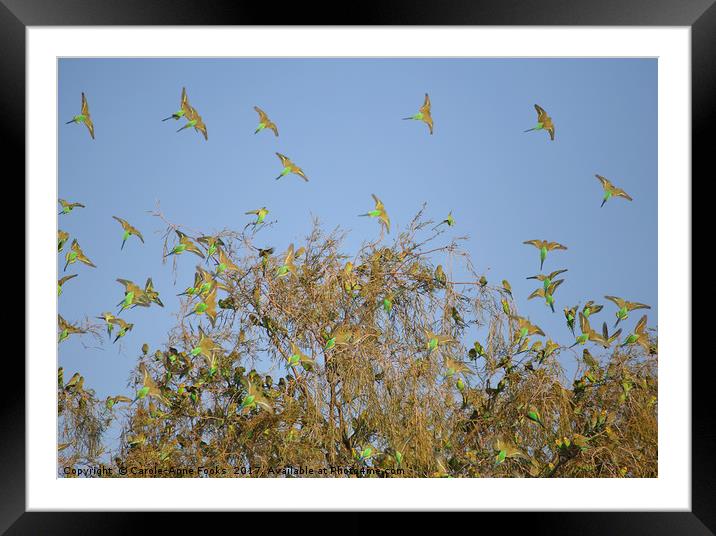 Budgies Landing and Leaving. Framed Mounted Print by Carole-Anne Fooks