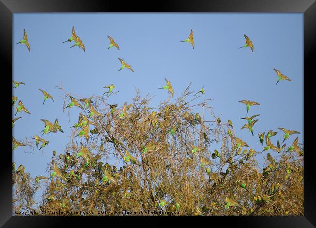 Budgies Landing and Leaving. Framed Print by Carole-Anne Fooks