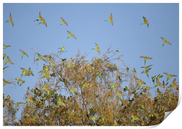 Budgies Landing and Leaving. Print by Carole-Anne Fooks