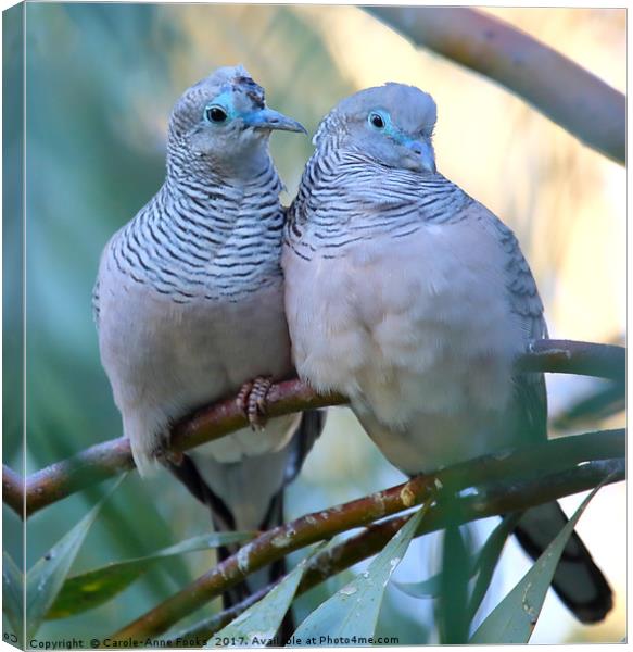 Pair of Peaceful Doves Canvas Print by Carole-Anne Fooks