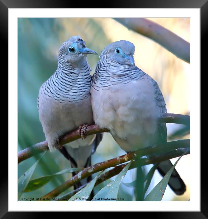 Pair of Peaceful Doves Framed Mounted Print by Carole-Anne Fooks