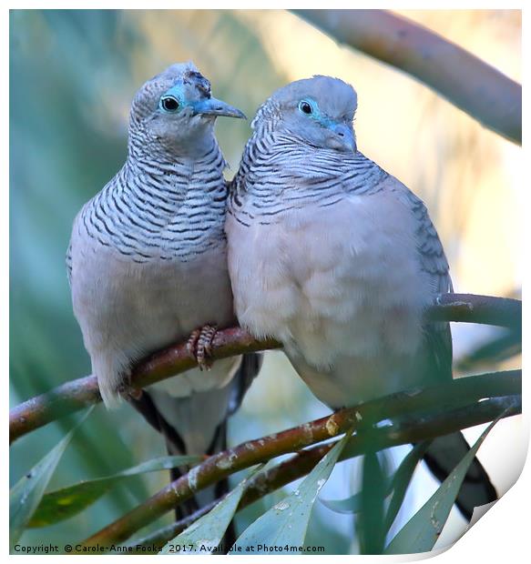 Pair of Peaceful Doves Print by Carole-Anne Fooks