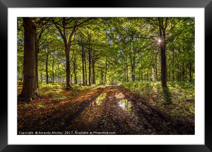 Autumn Woodland Walk Framed Mounted Print by AMANDA AINSLEY
