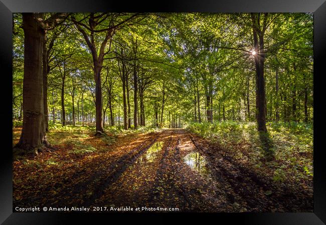 Autumn Woodland Walk Framed Print by AMANDA AINSLEY