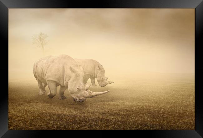 two rhinos grazing on a foggy morning Framed Print by Guido Parmiggiani