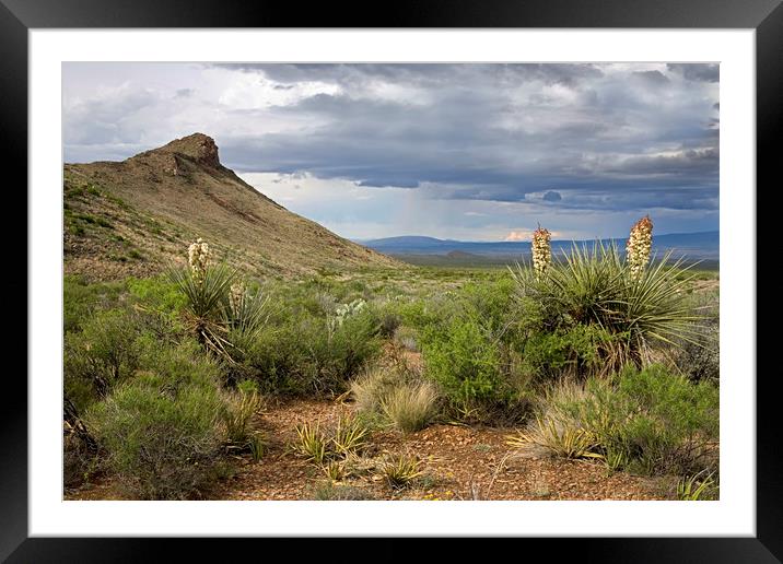 Blooming Yucca Cactus Framed Mounted Print by Luc Novovitch